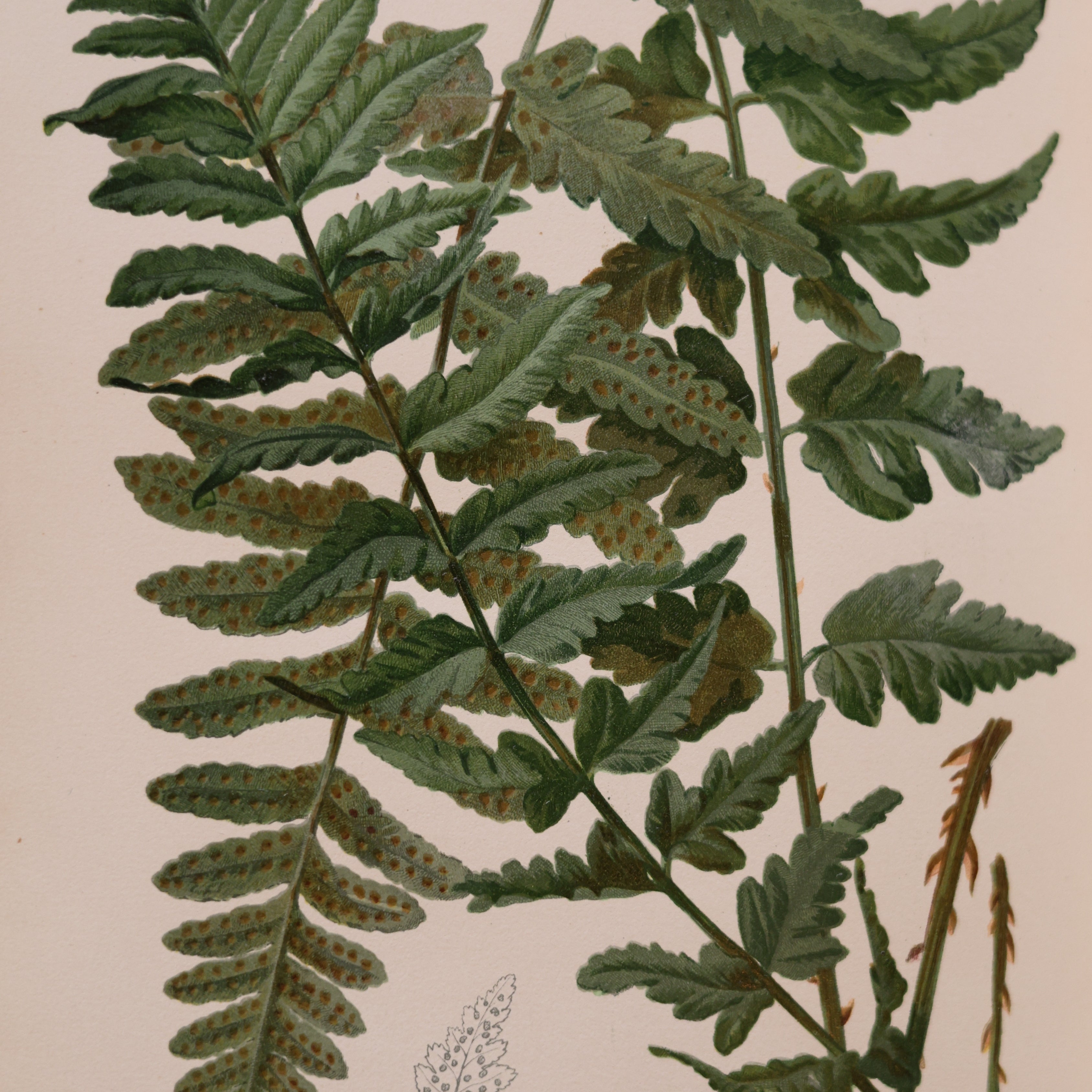 The Native Flowers and Ferns of the United States