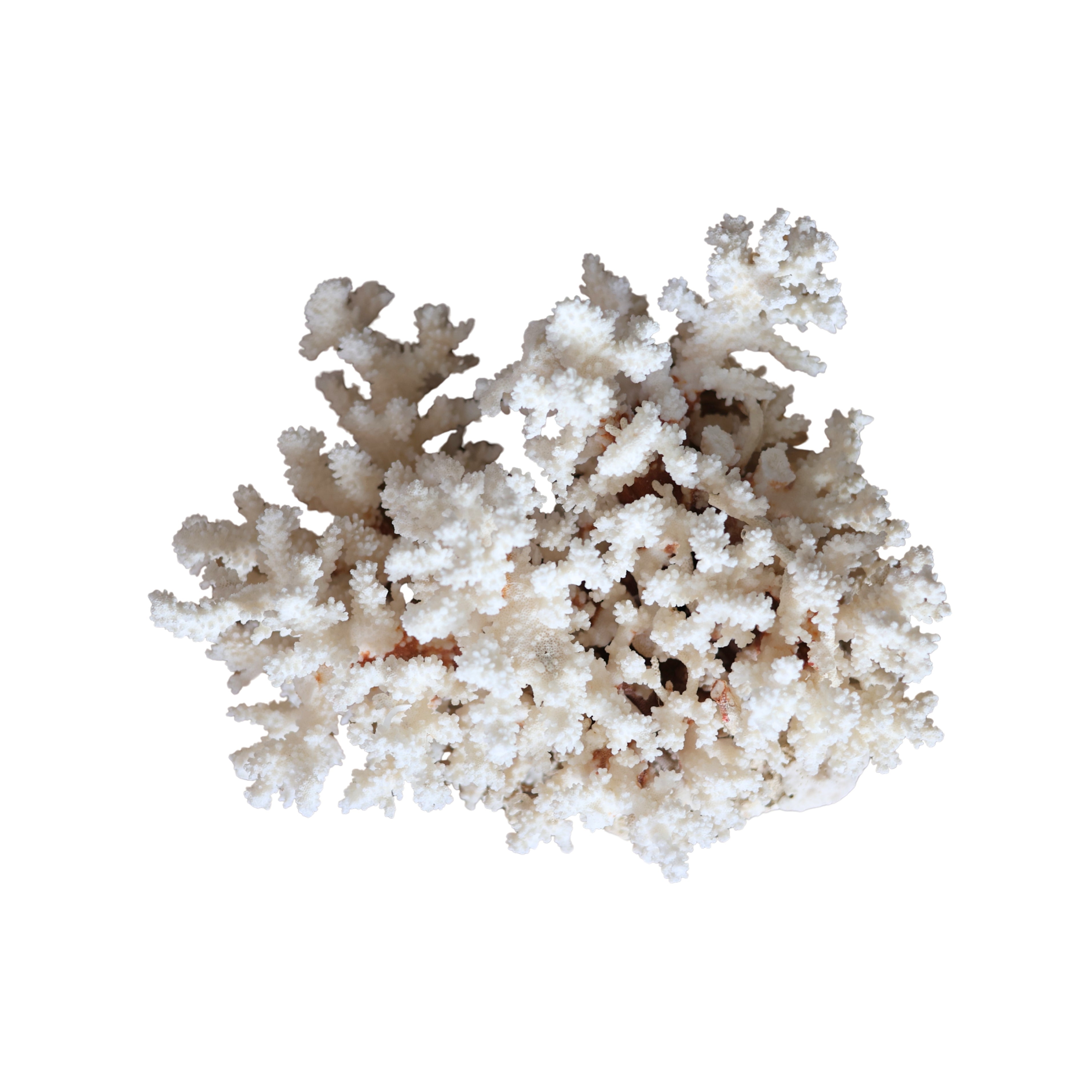 Large White Branch Coral Specimen