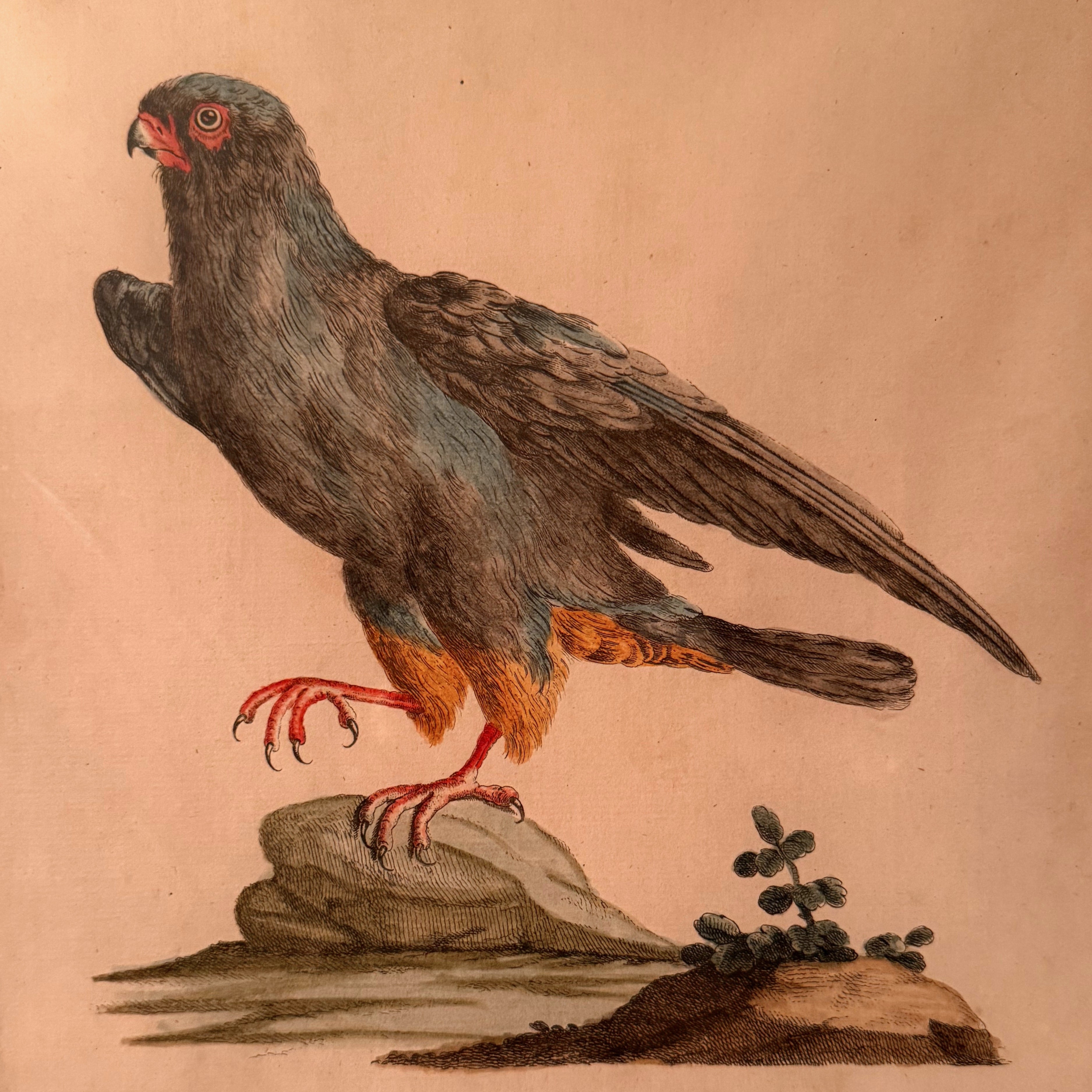 S. Manetti Engraving — Falco Peregrinus