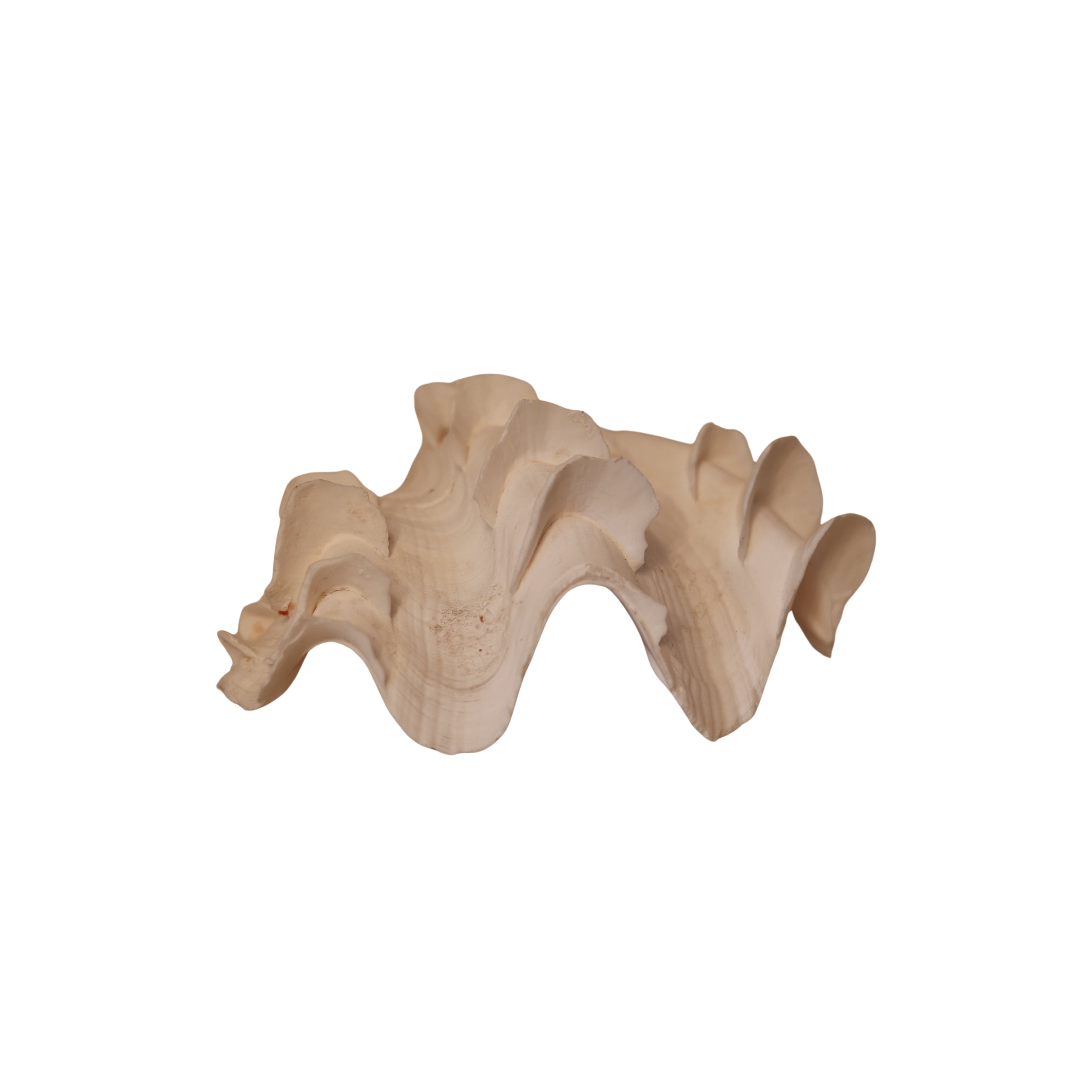 Large Ruffled Clam Shell