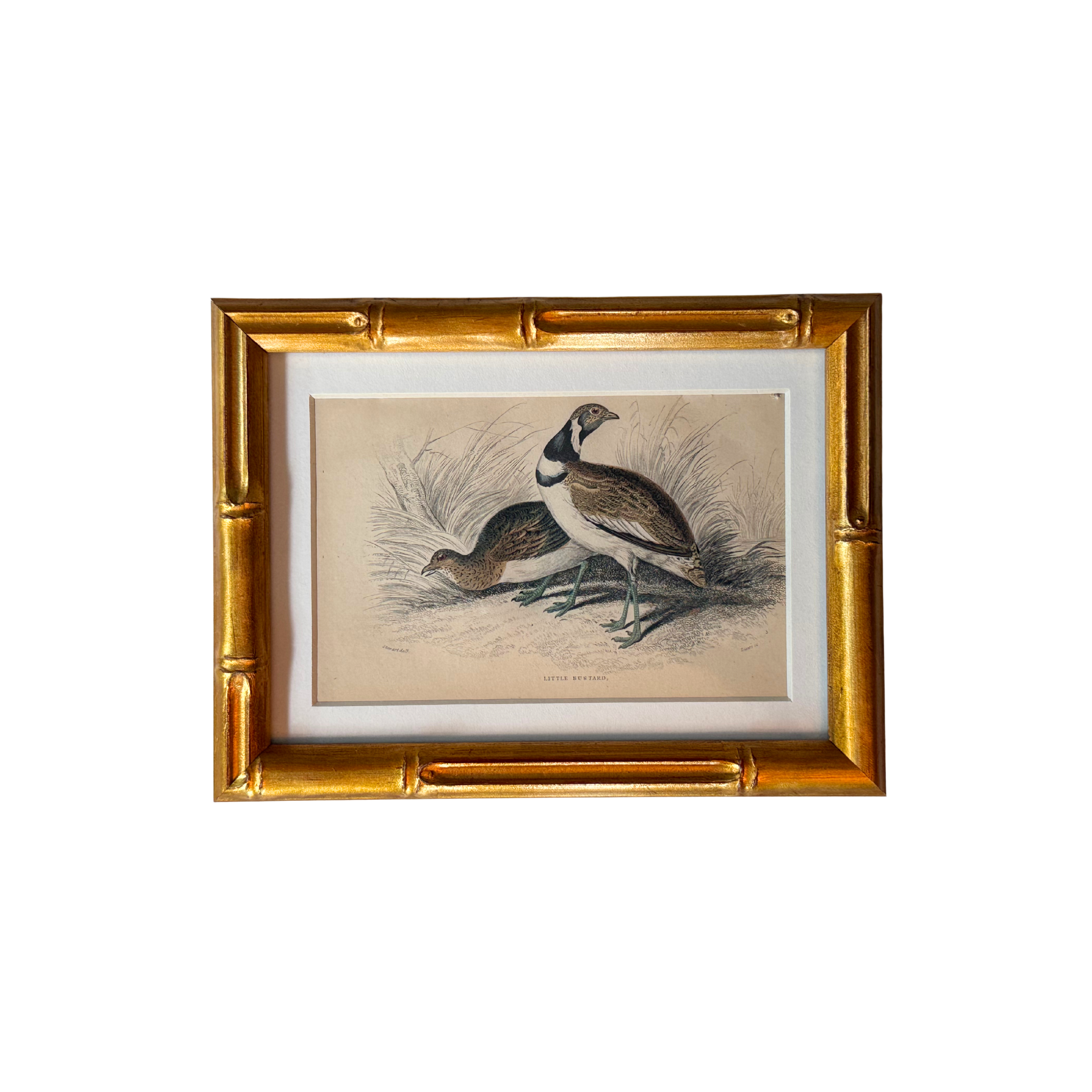 19th c. Engraving, Lesser Bustards