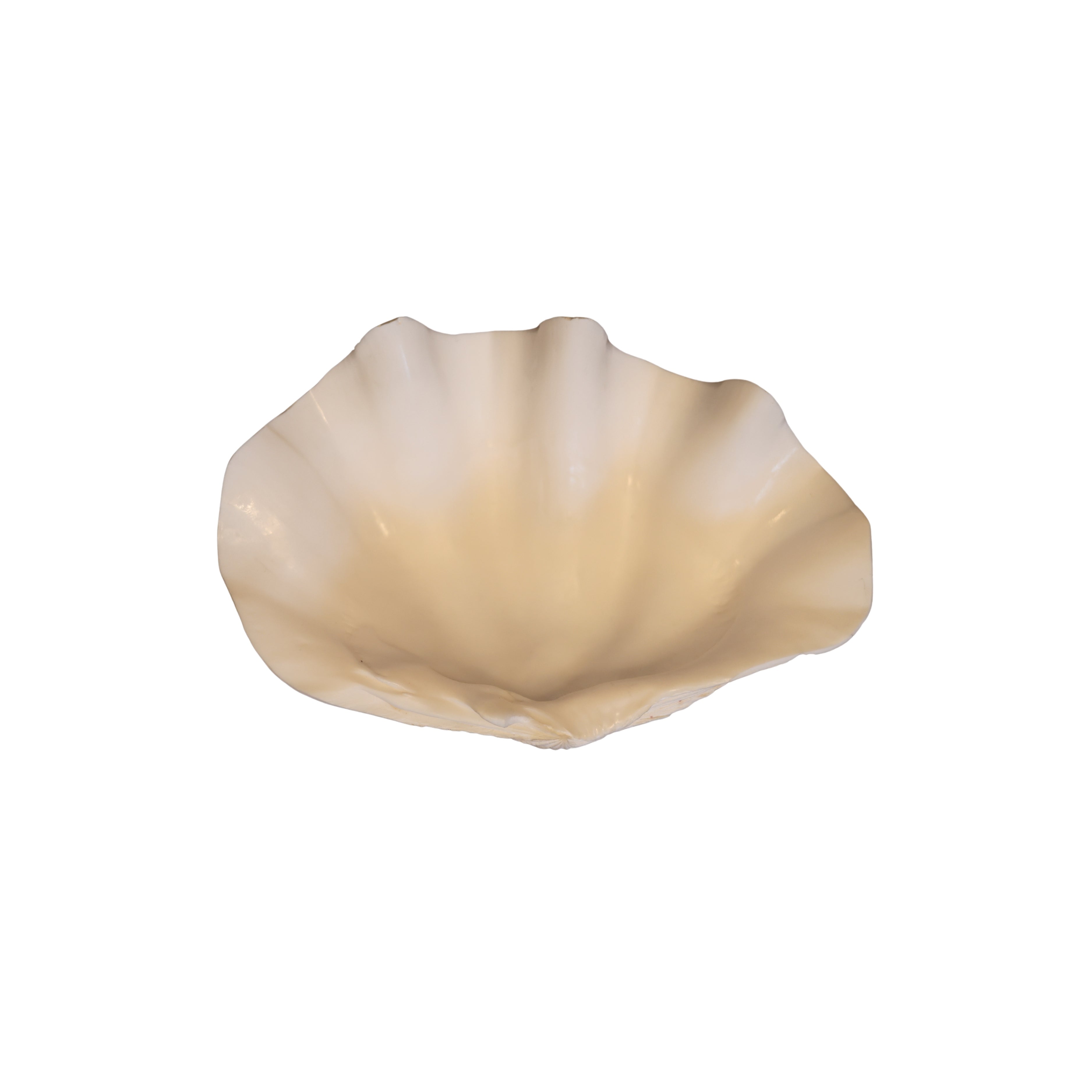 Large Clam Shell