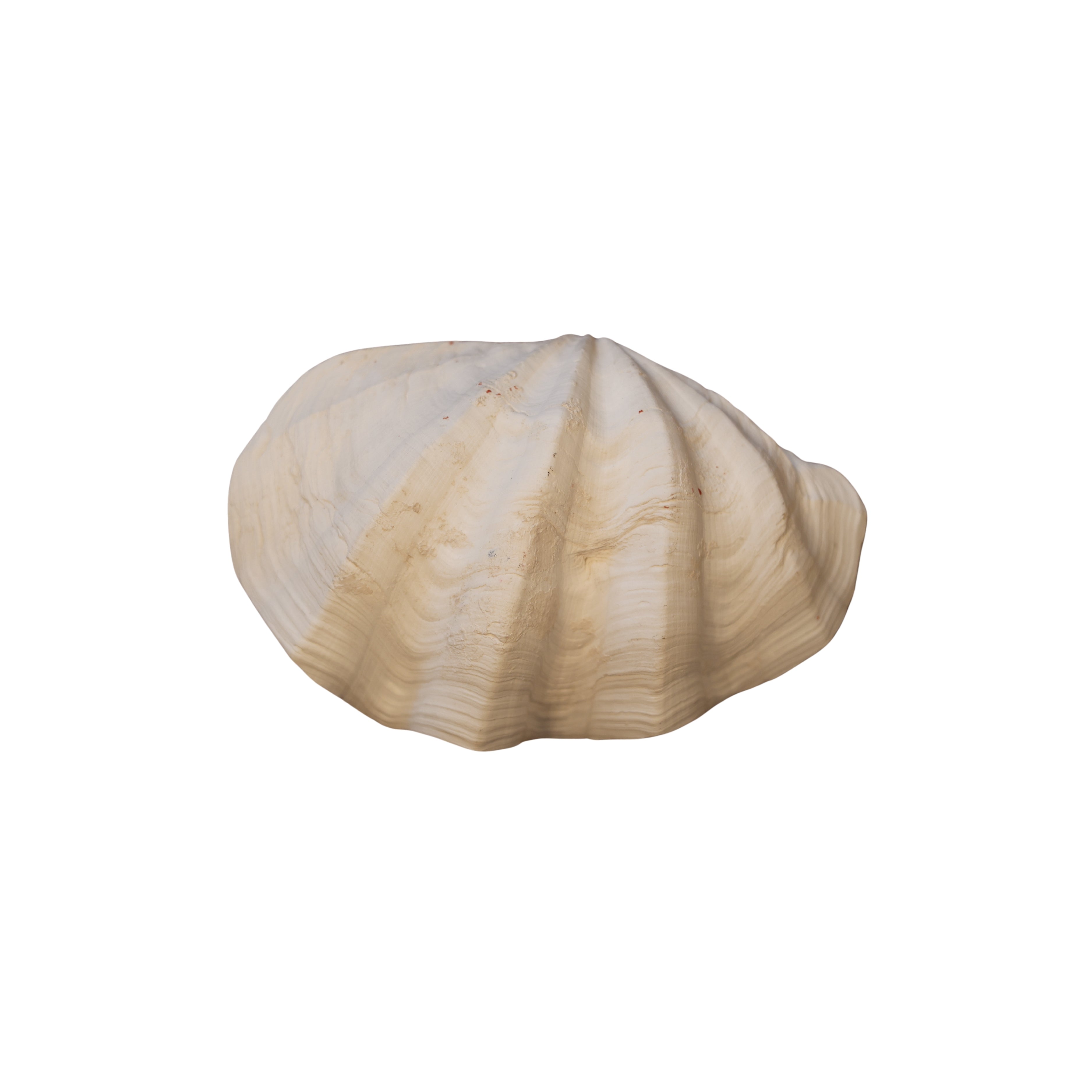 Large Clam Shell
