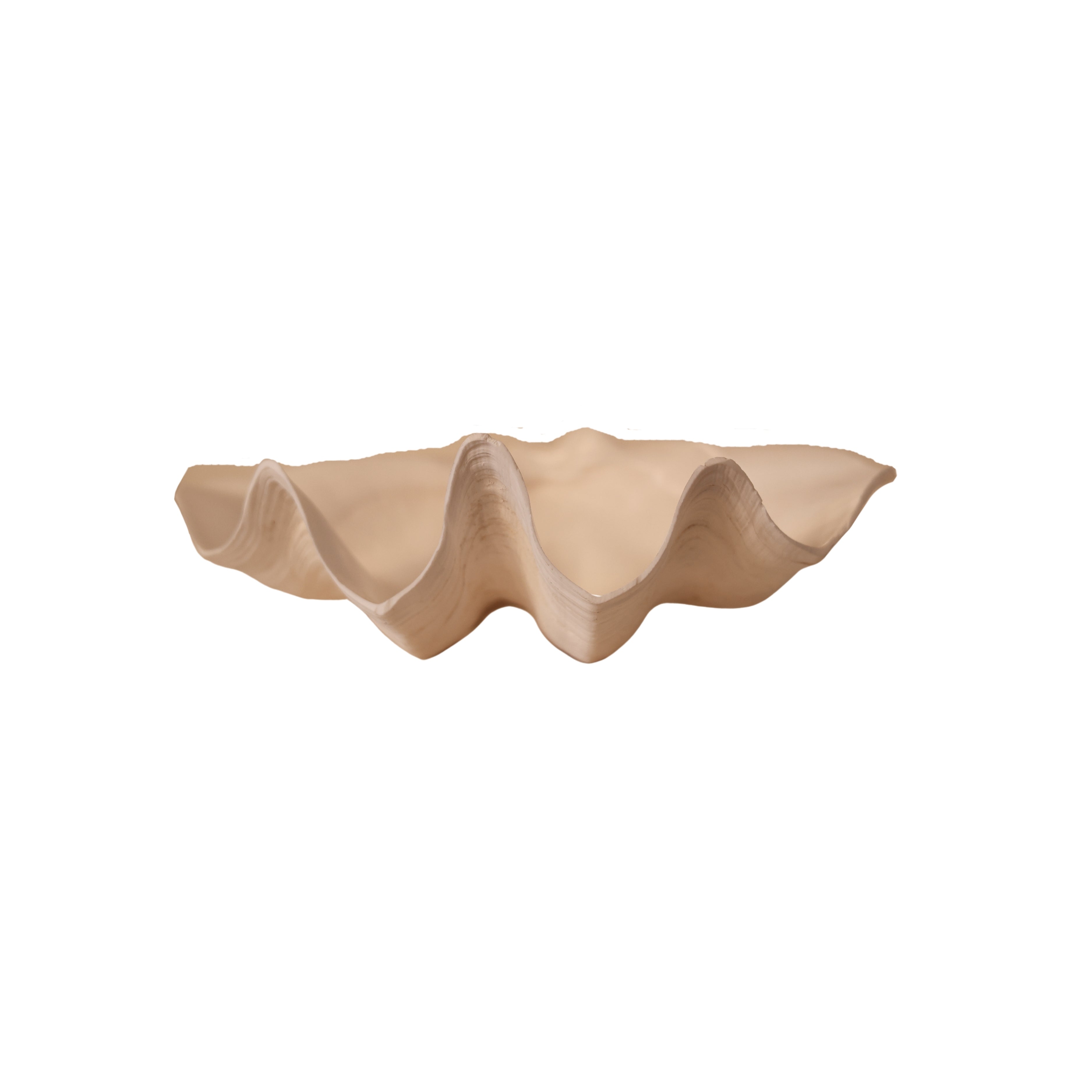 Large Clam Shell