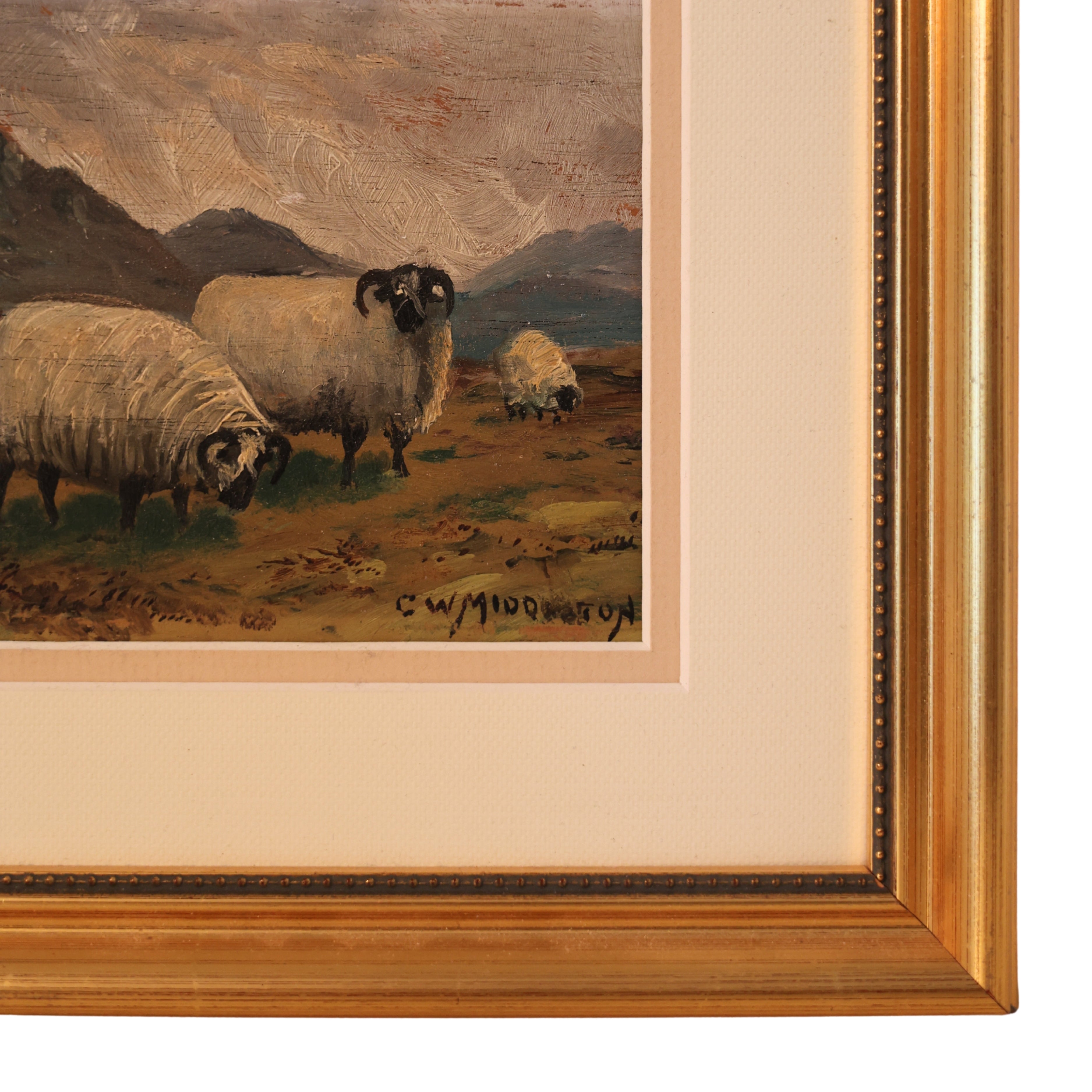 Highland Sheep Painting by C. W. Middleton