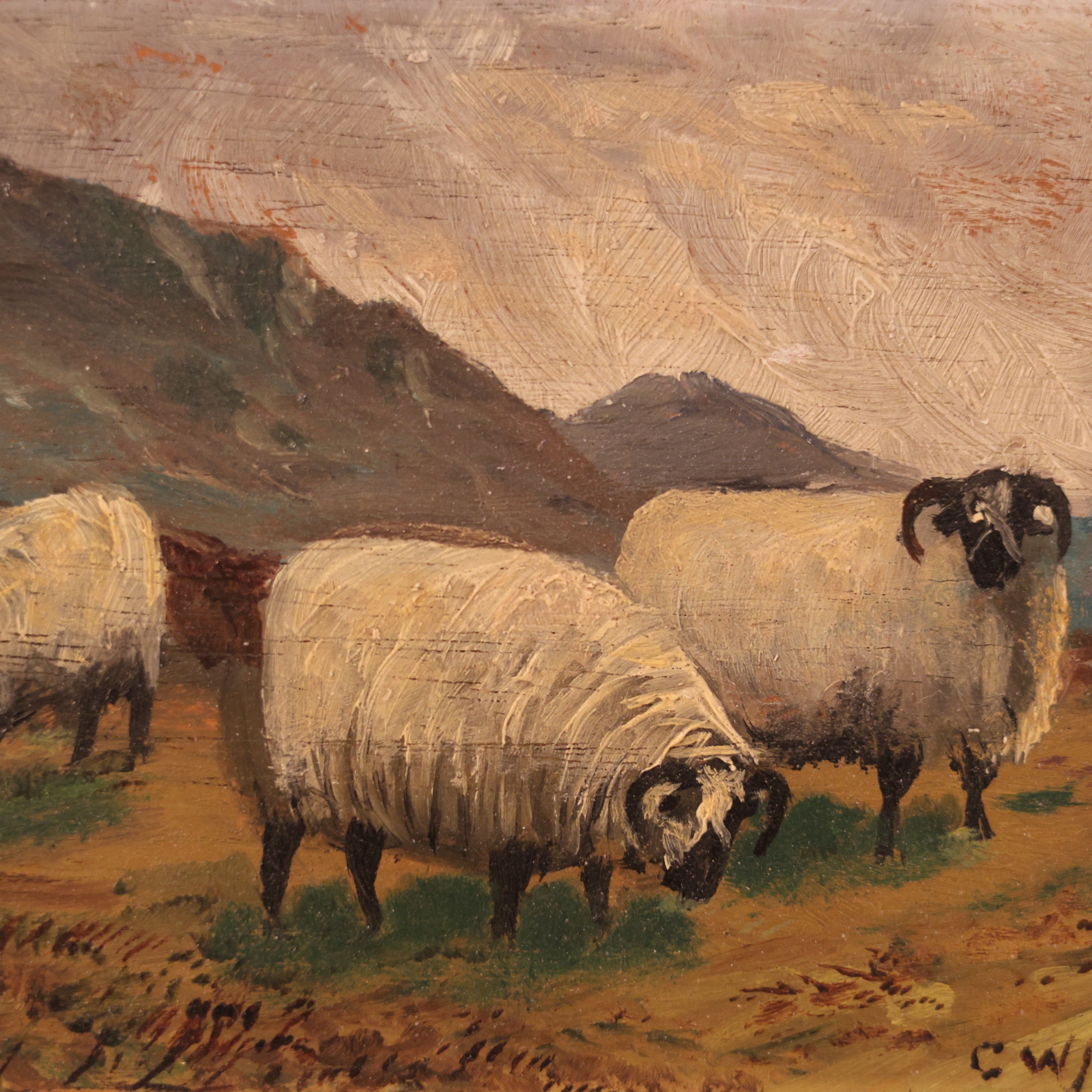 Highland Sheep Painting by C. W. Middleton