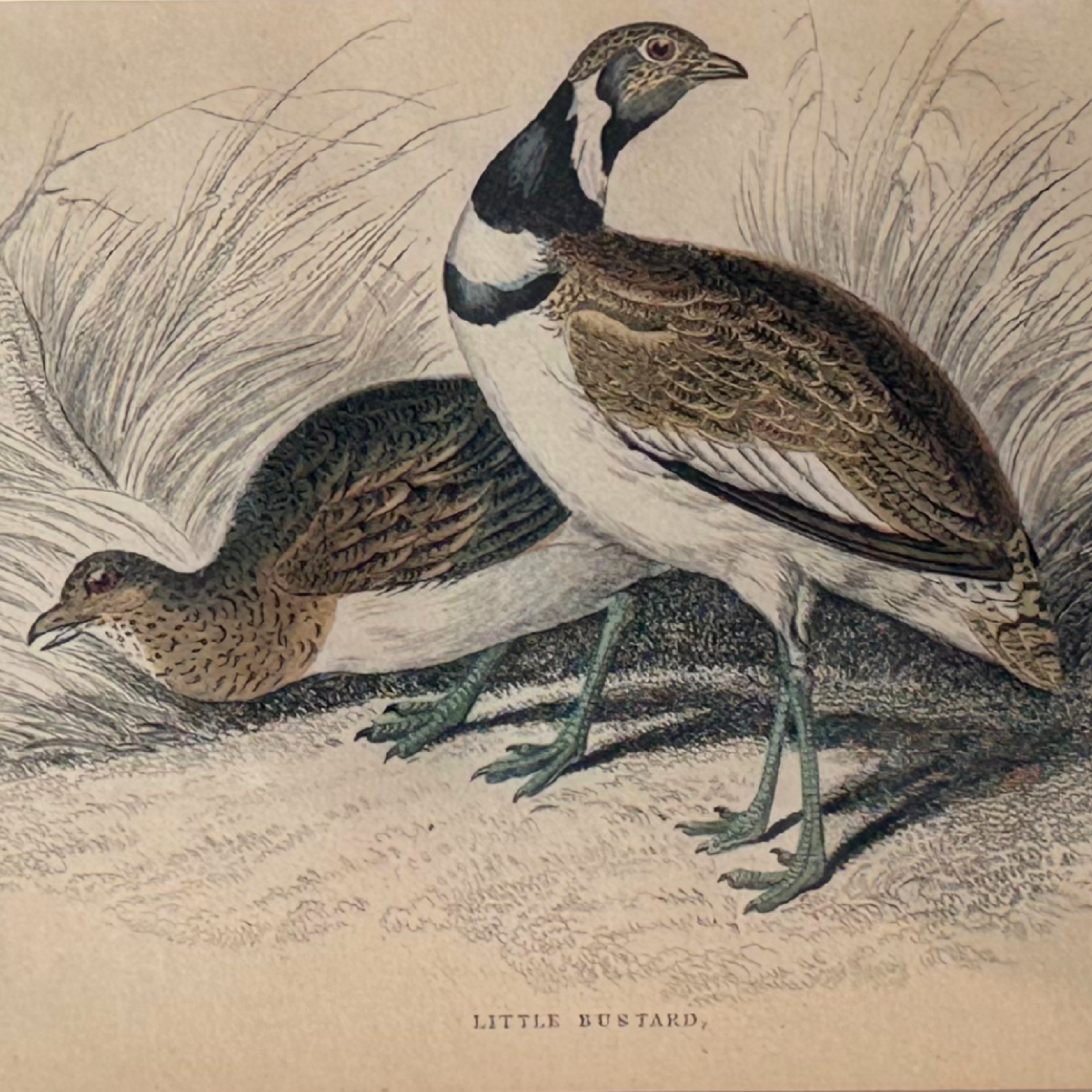 19th c. Engraving, Lesser Bustards