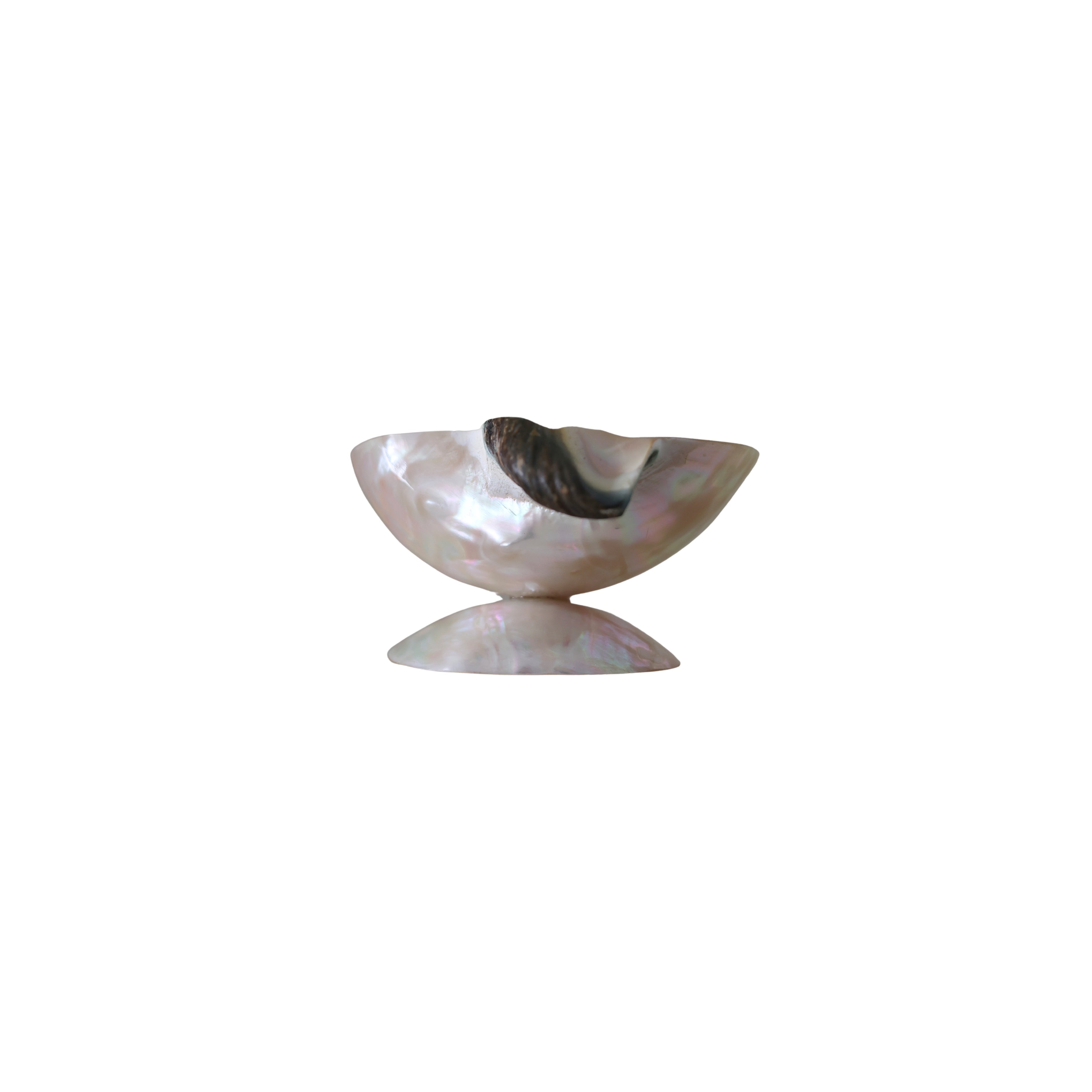 Turbo Shell Caviar Dish with Spoon