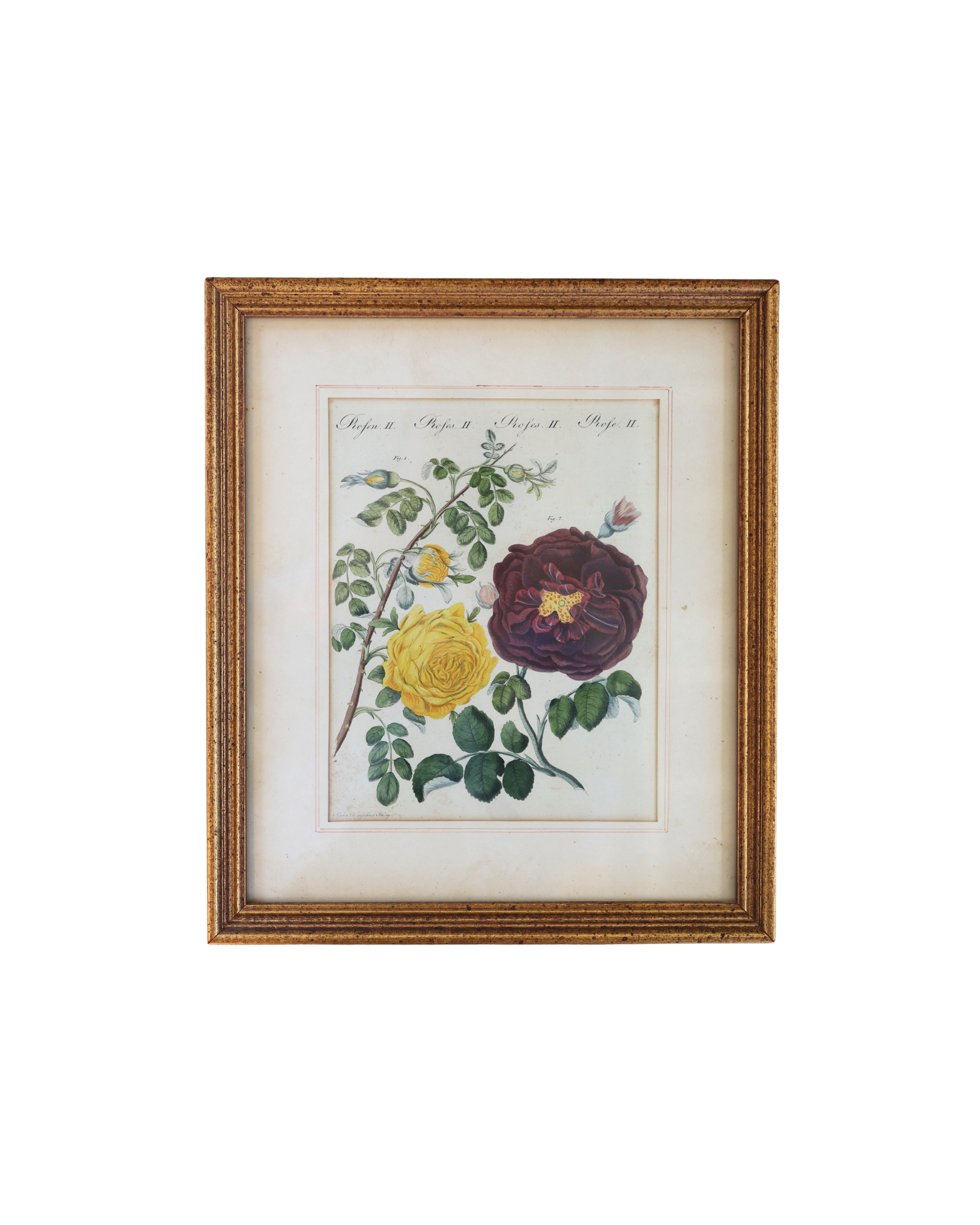 Botanical Rose Engraving “Rosen II” After Franz Theobald