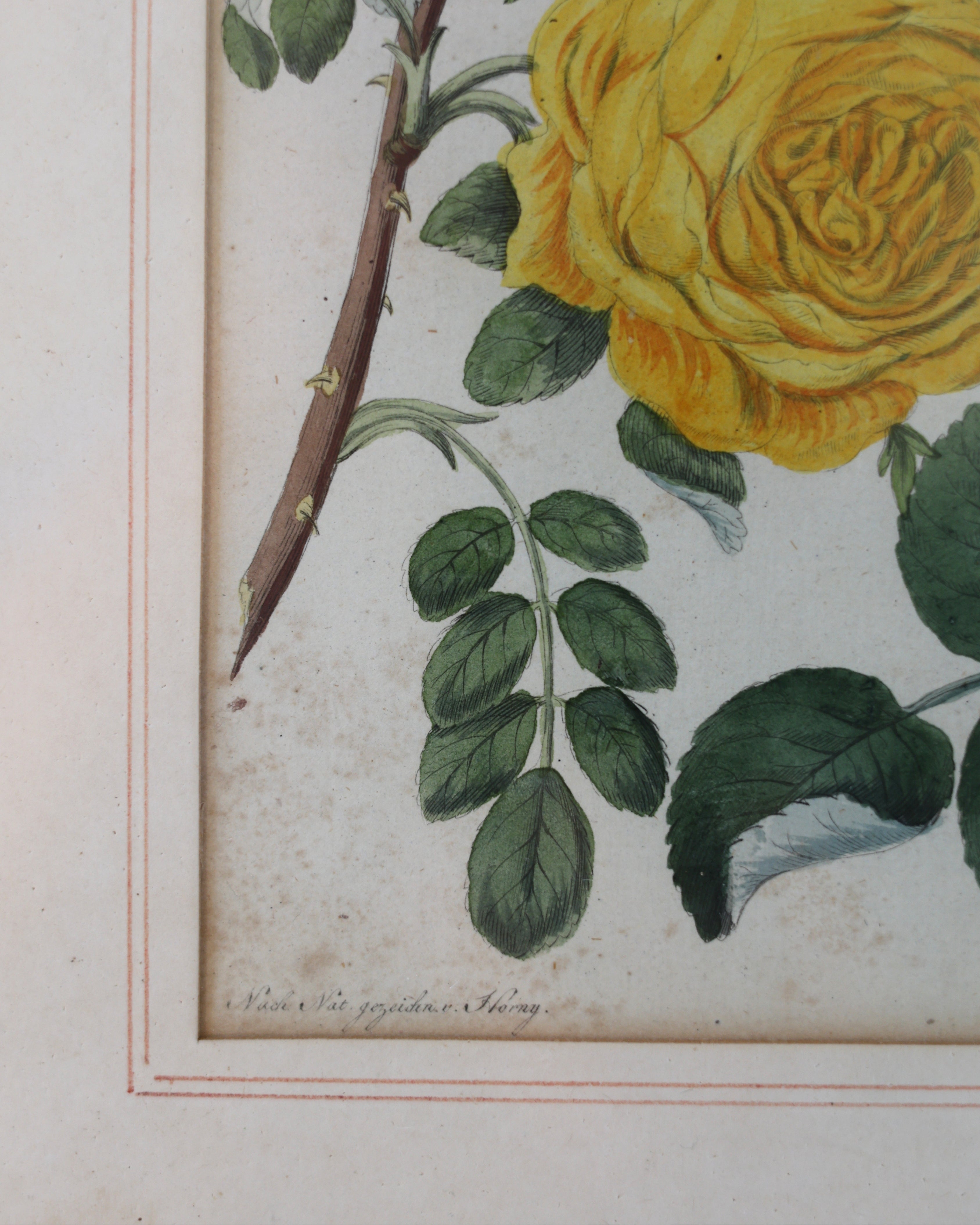 Botanical Rose Engraving “Rosen II” After Franz Theobald