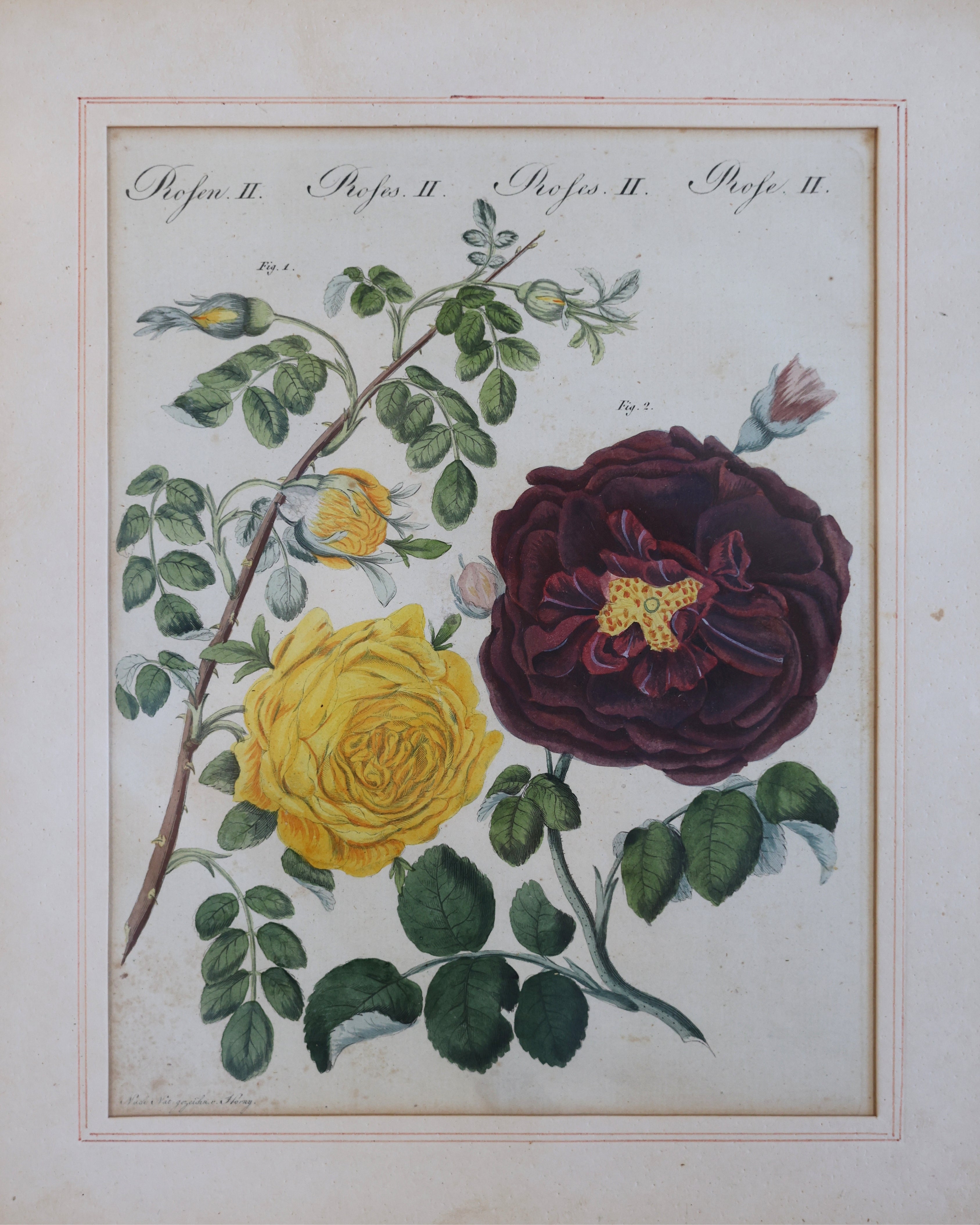 Botanical Rose Engraving “Rosen II” After Franz Theobald-3
