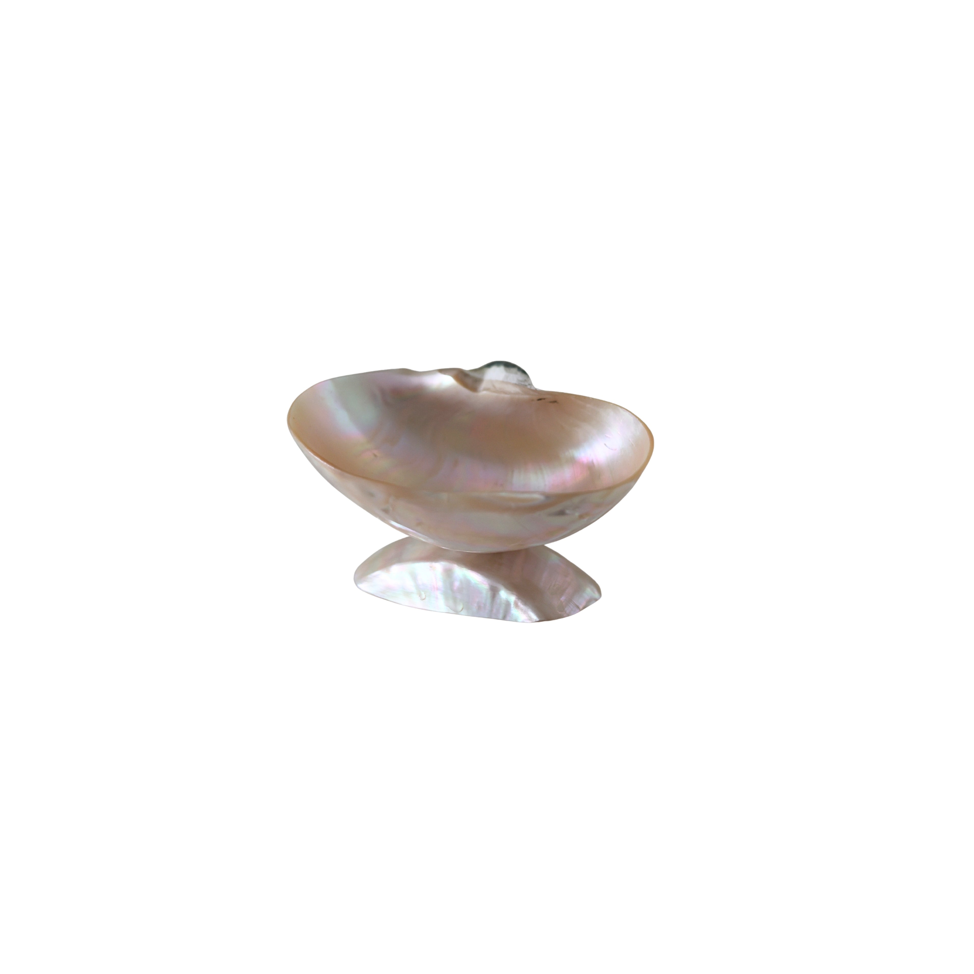 Turbo Shell Caviar Dish with Spoon