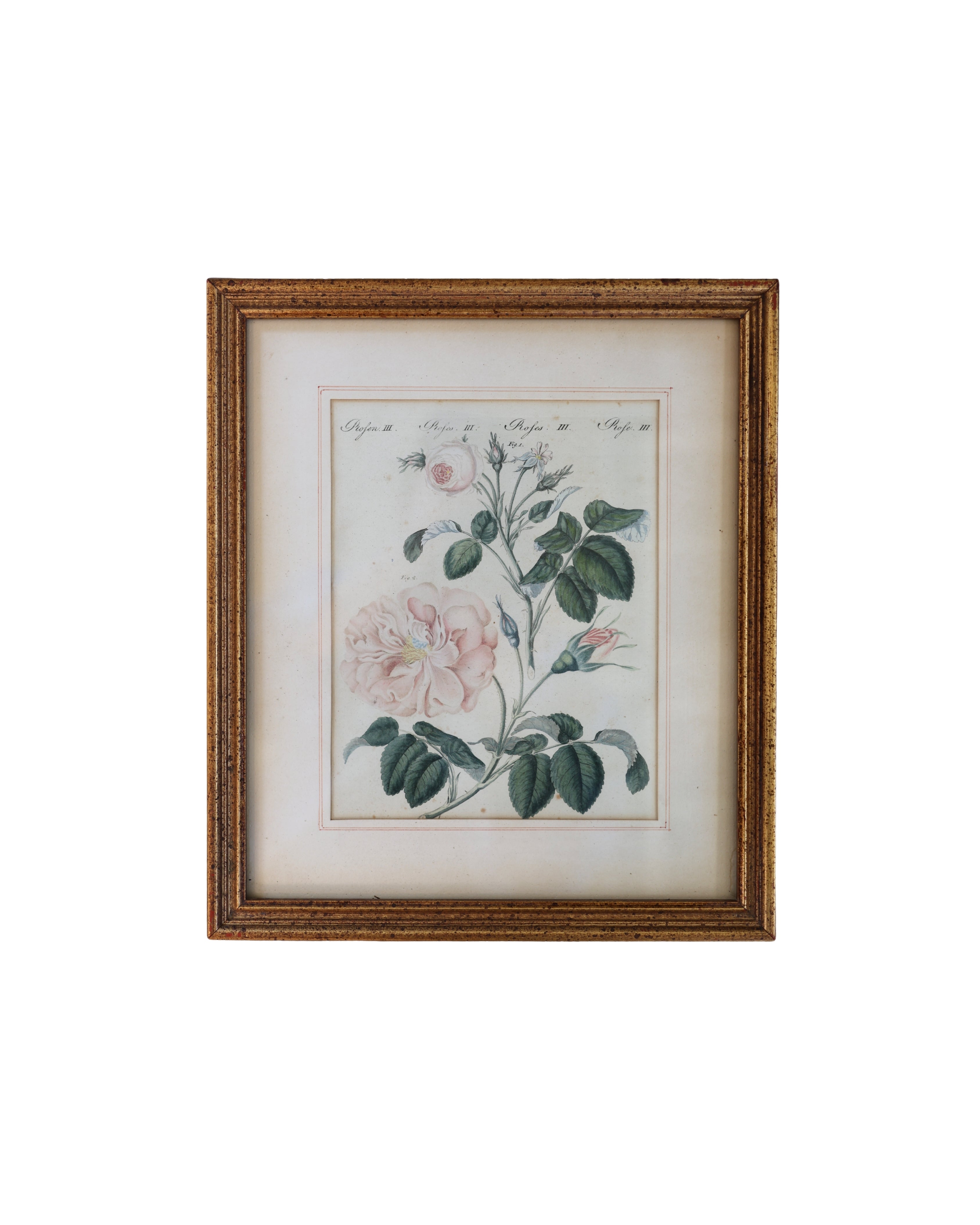 Botanical Rose Engraving “Rosen III” After Franz Theobald