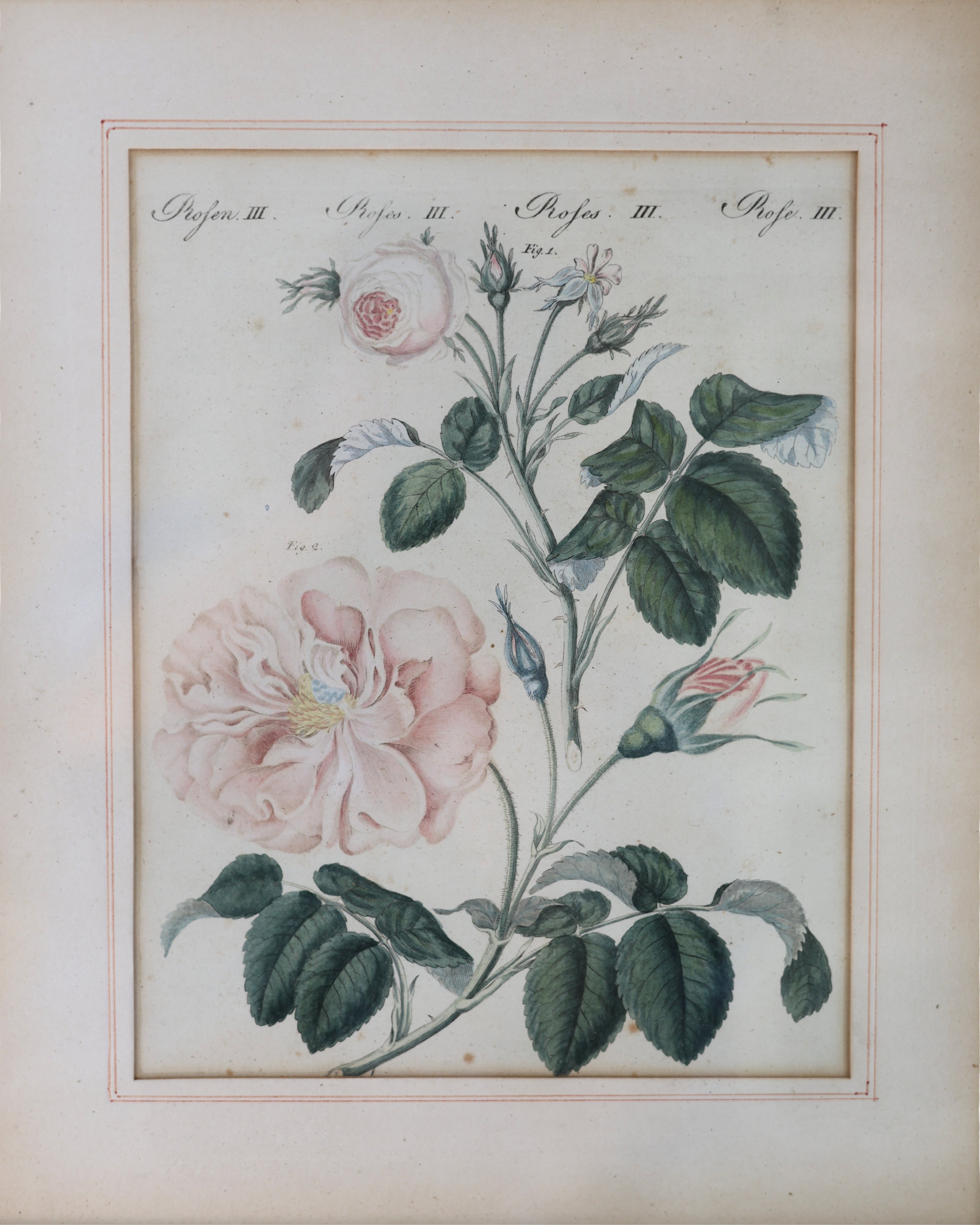 Botanical Rose Engraving “Rosen III” After Franz Theobald