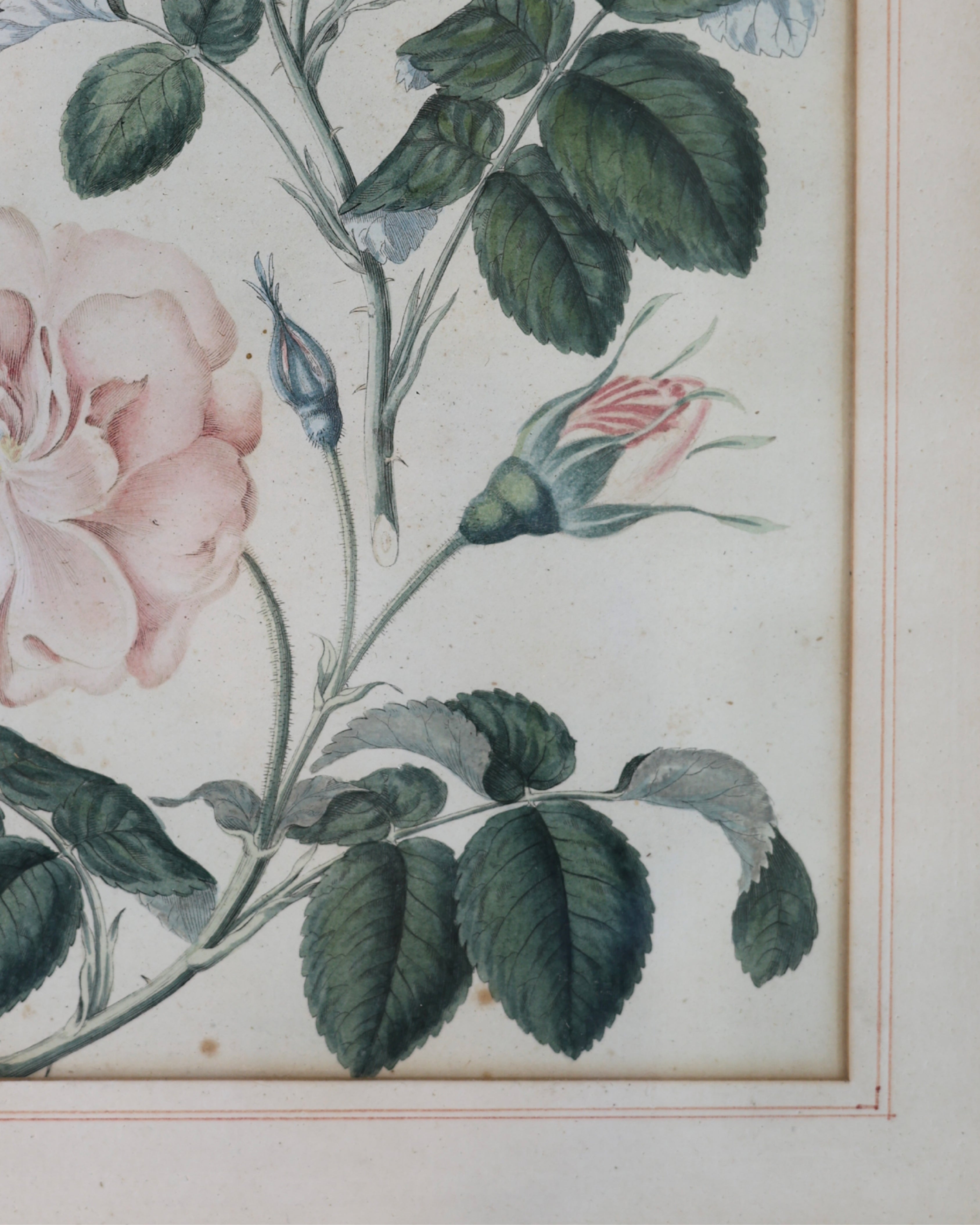 Botanical Rose Engraving “Rosen III” After Franz Theobald-3