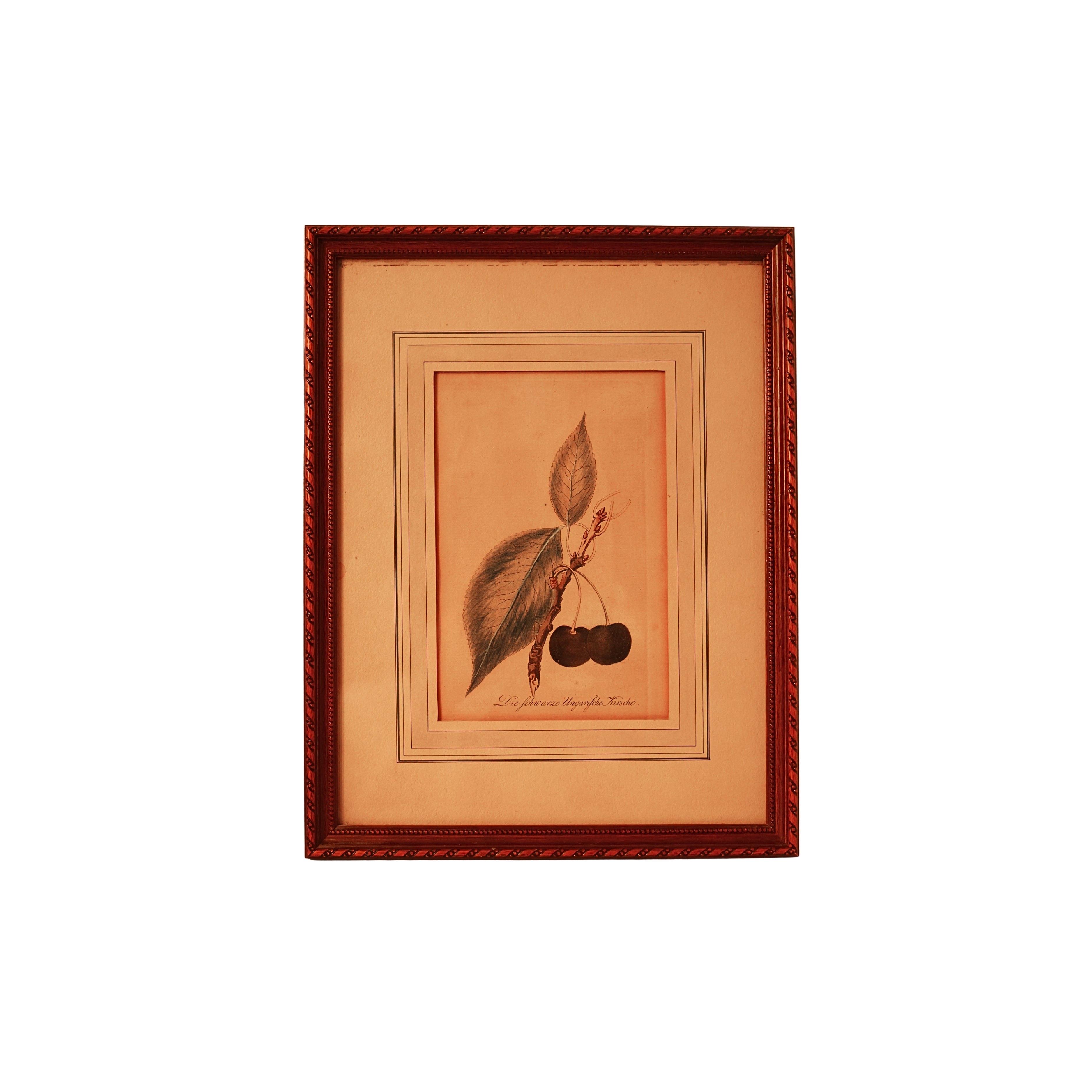 “Die schwarze Ungarische Kirsche” (The Black Hungarian Cherry) —  Hand-Colored Botanical Engraving