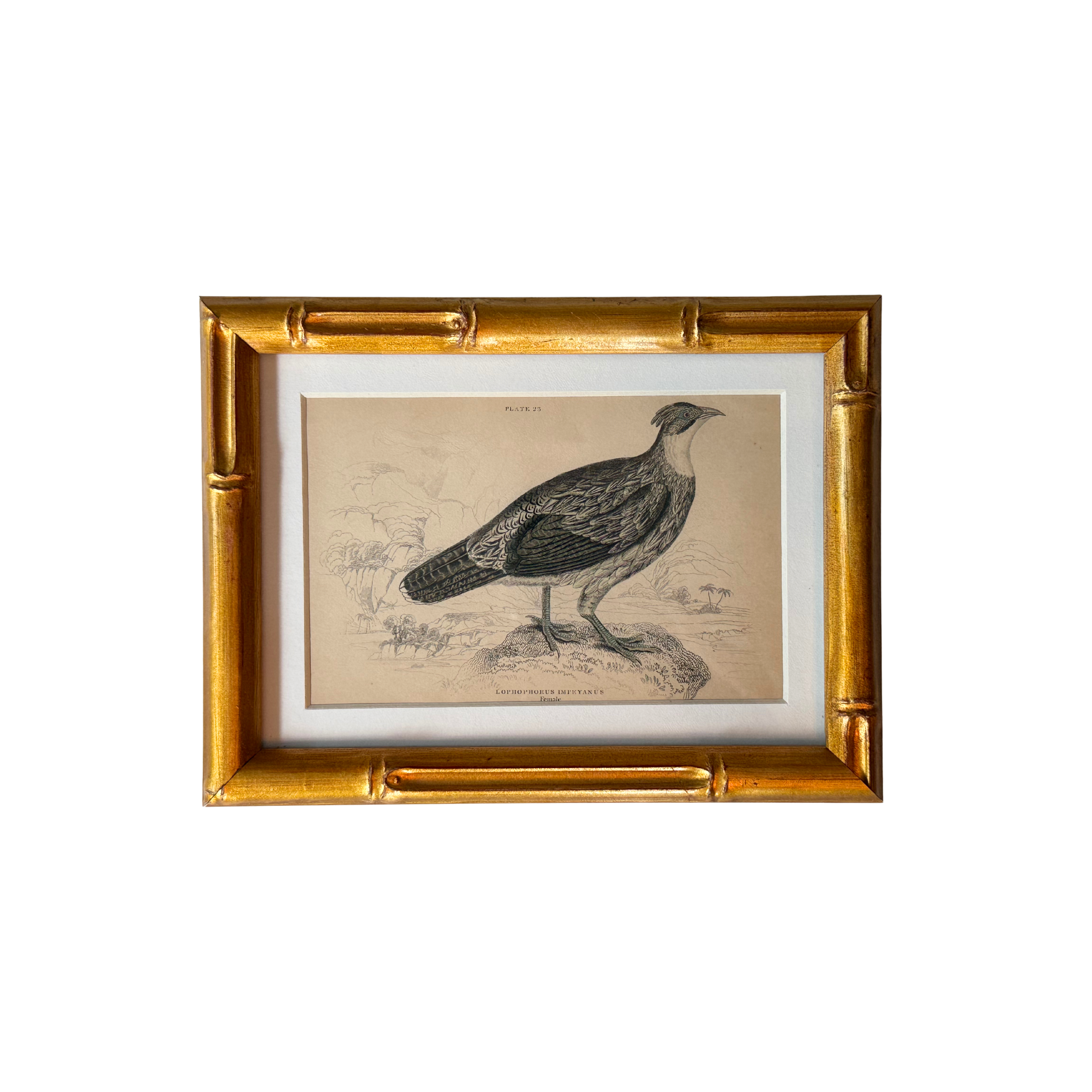 19th c. Engraving, Lophophorus (Himalayan Monal Pheasant)
