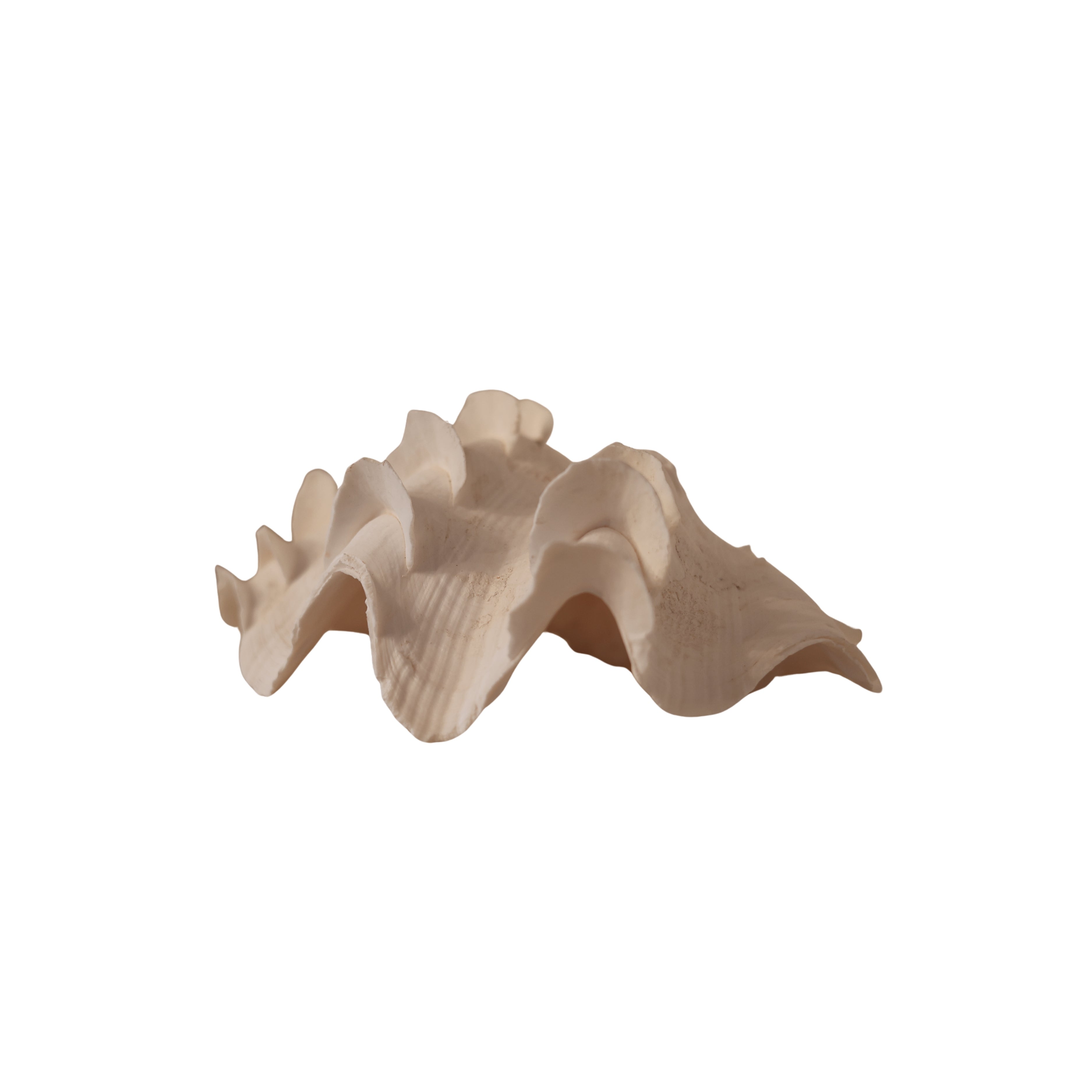 Large Ruffled Clam Shell