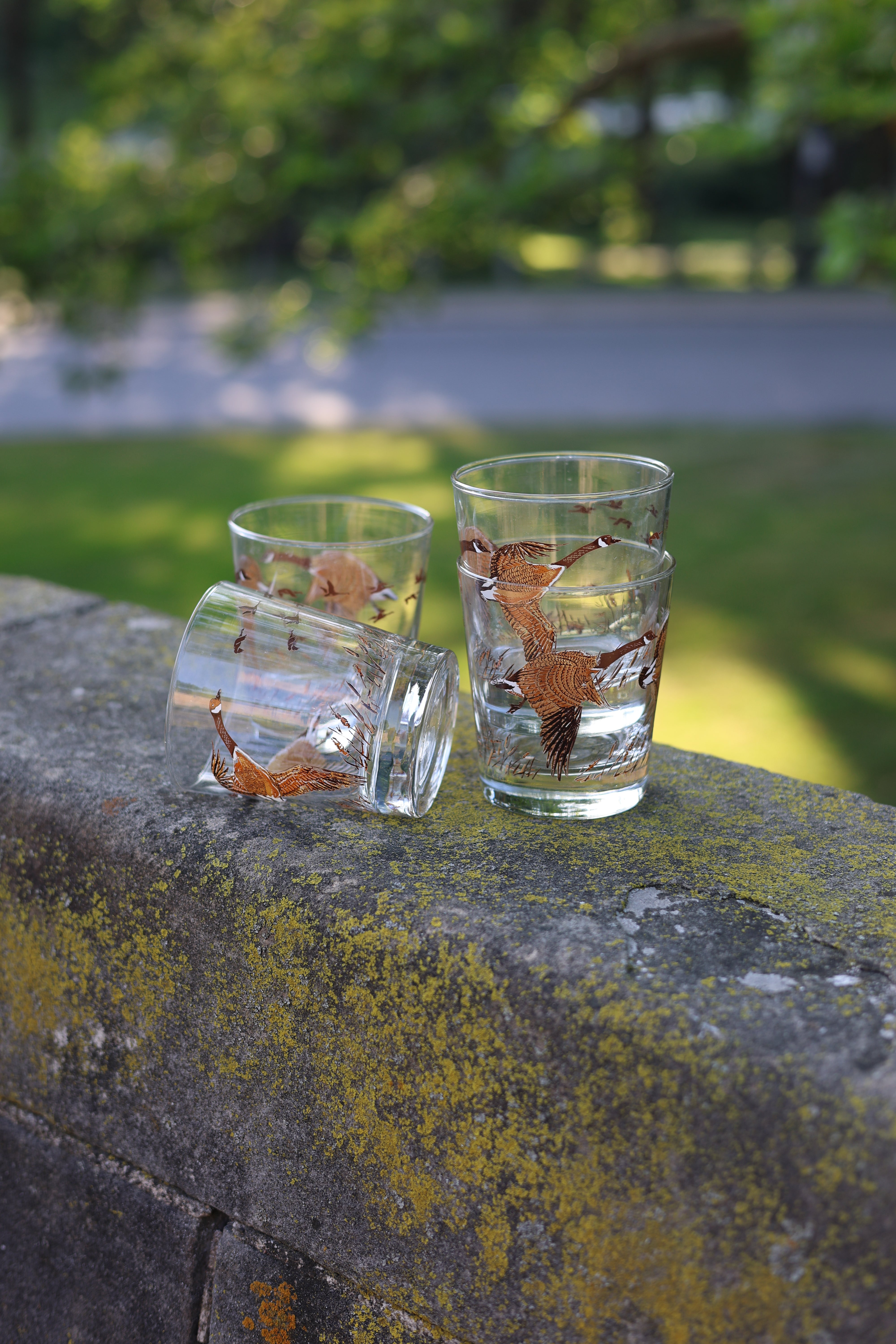 Flying Canadian Geese Rocks Glasses