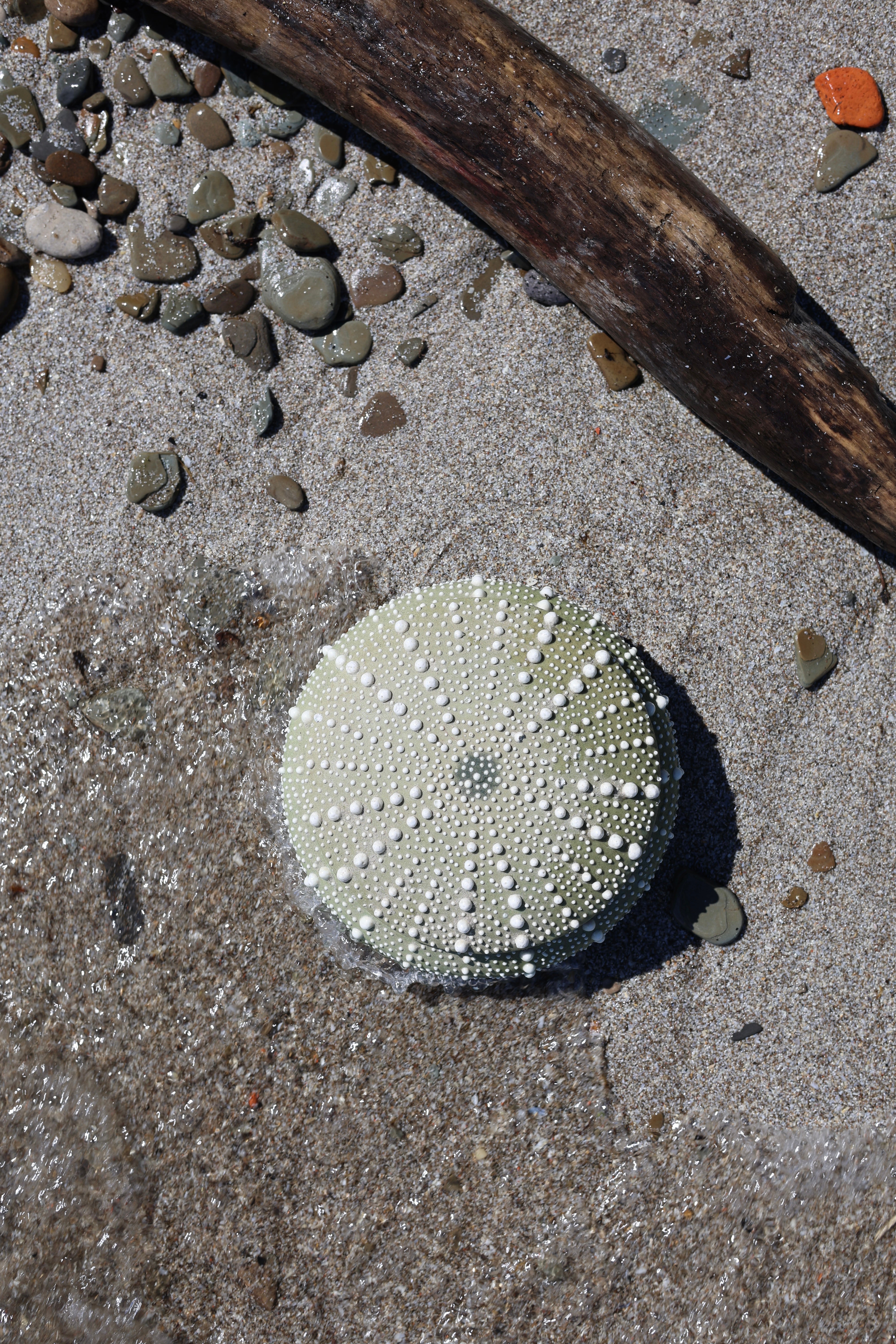 Ceramic Sea Urchin Box