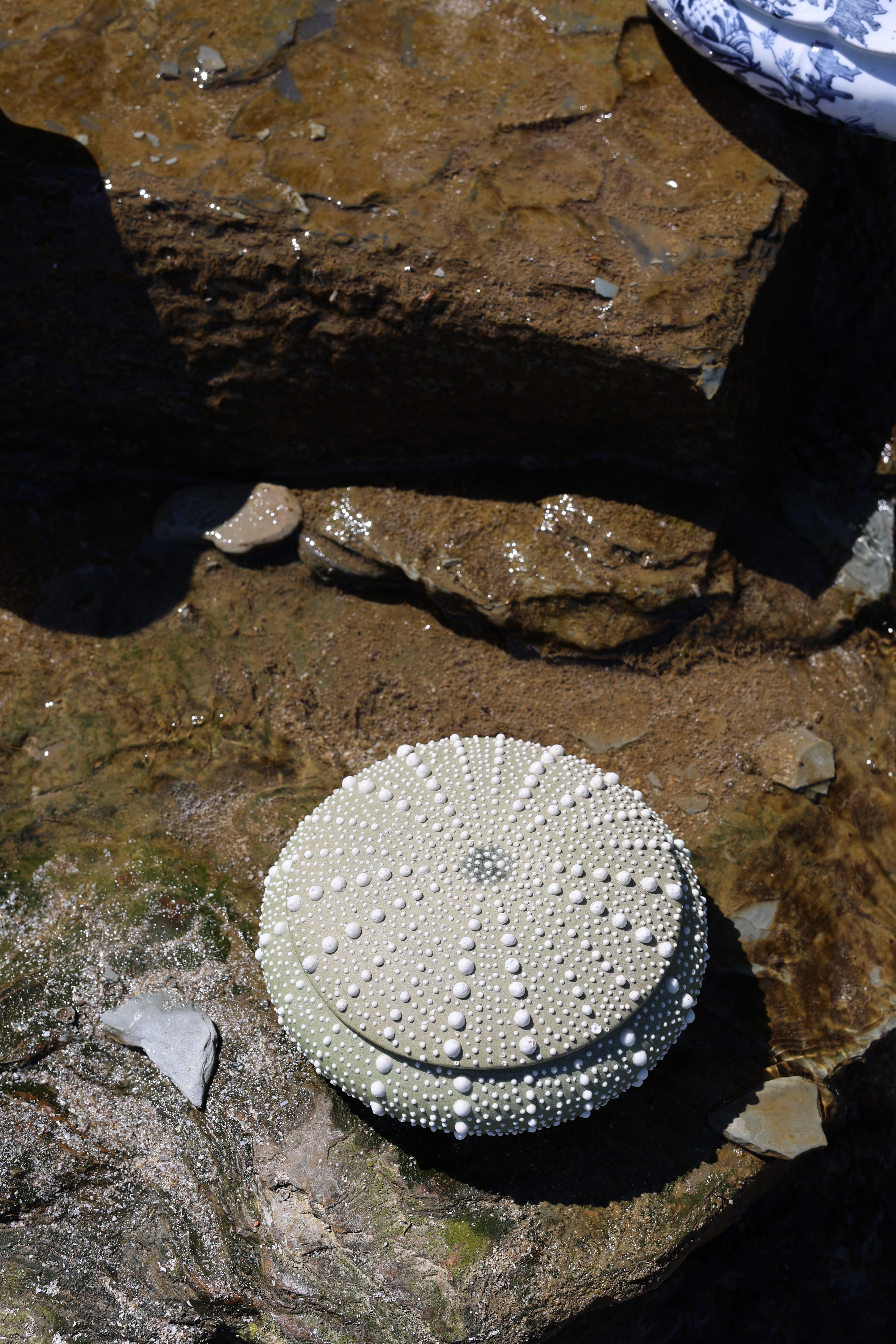Ceramic Sea Urchin Box
