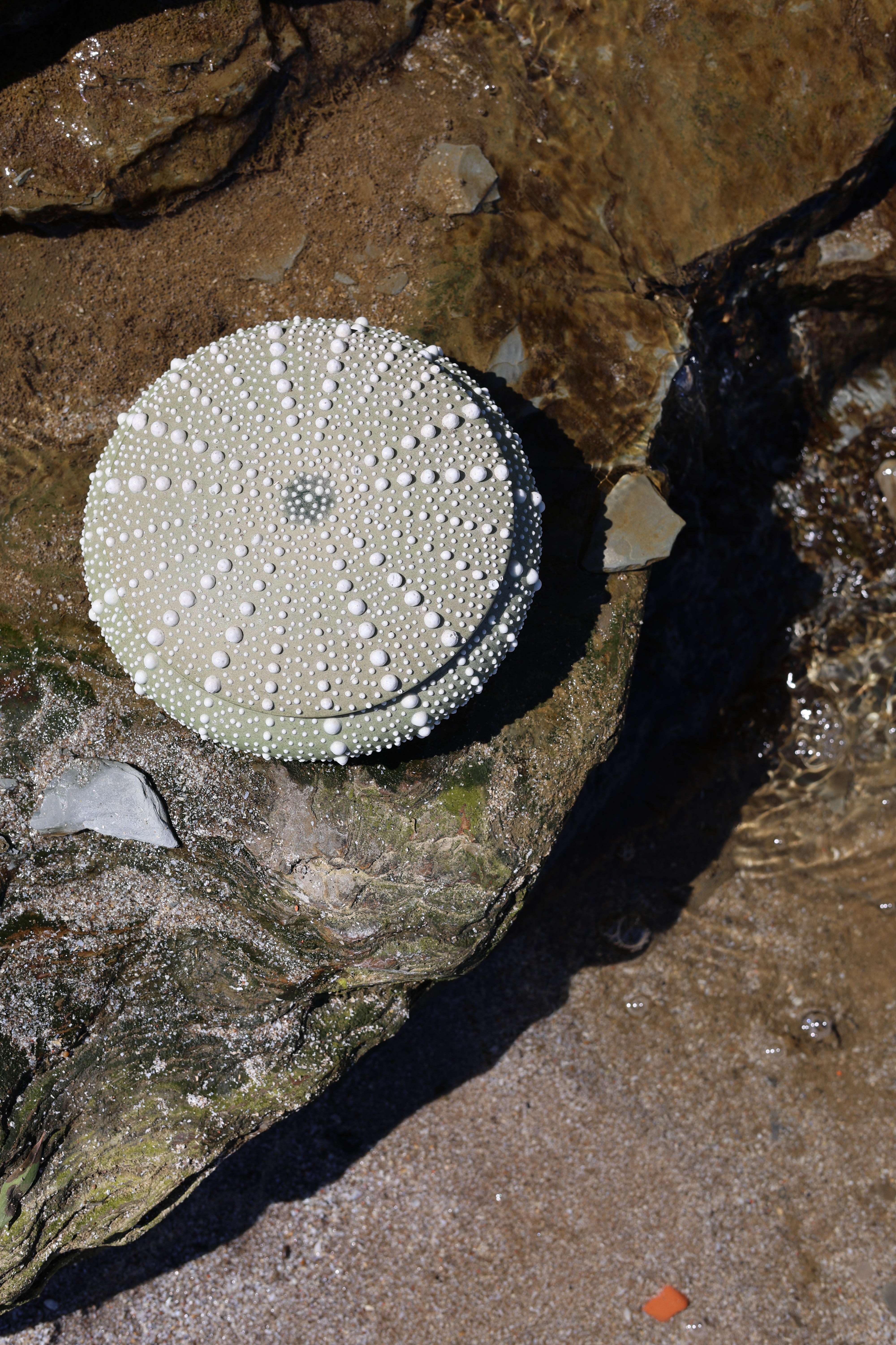 Ceramic Sea Urchin Box