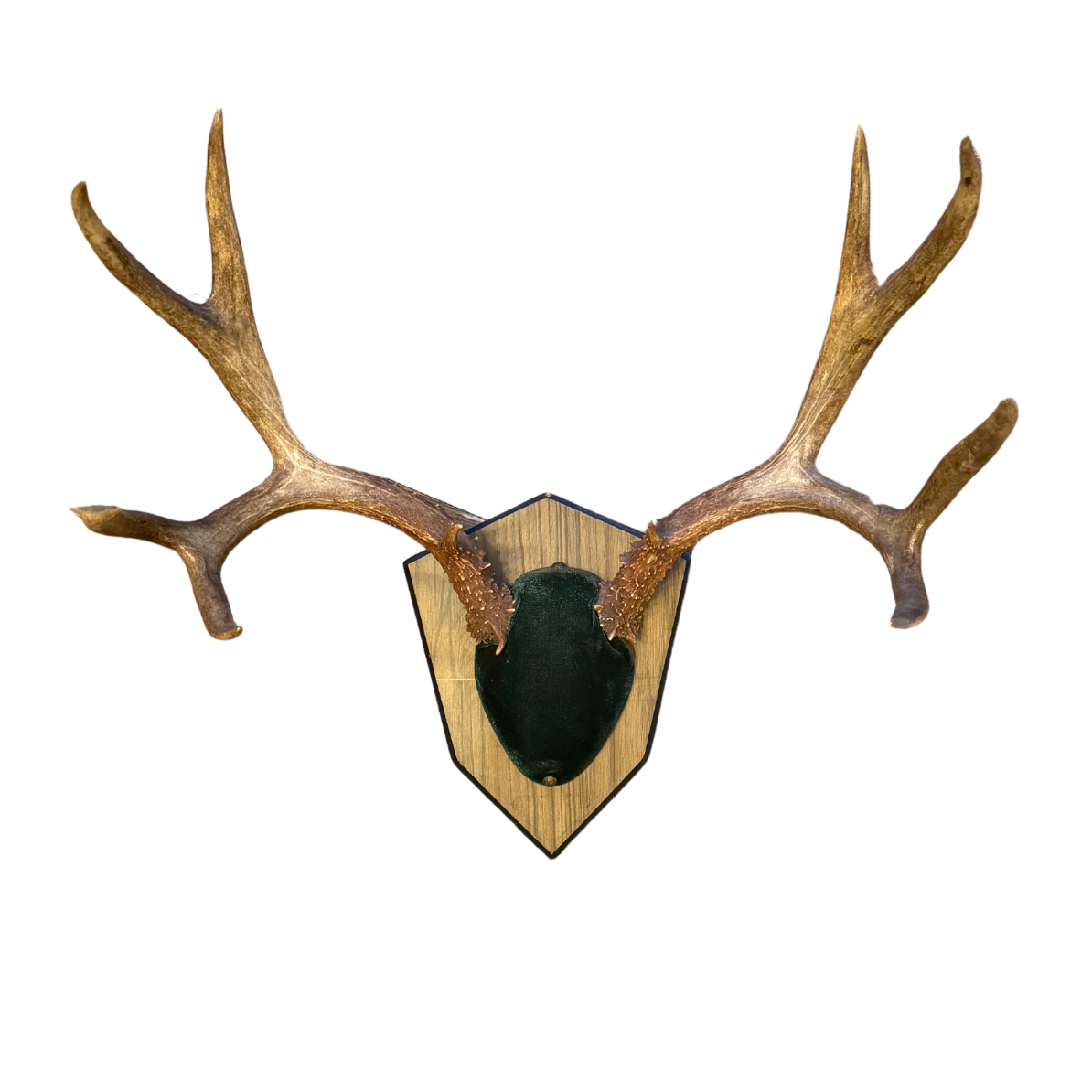 18" 10-point Mounted Shield Antlers, Green Velvet