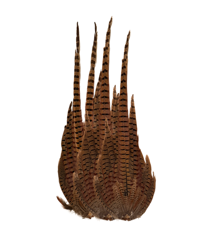 Pheasant Feather Cluster