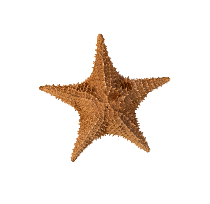 Large Dried Starfish