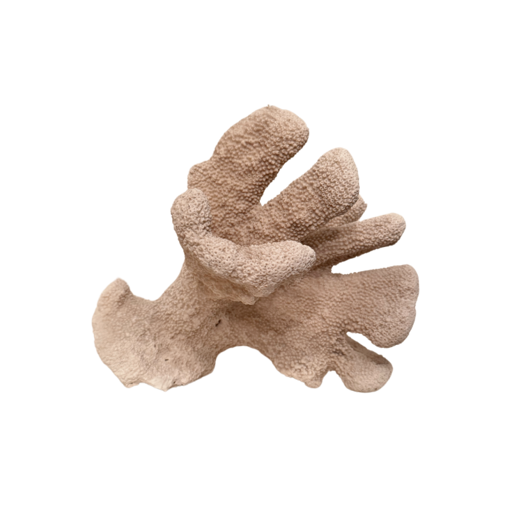 Elkhorn Coral Specimen