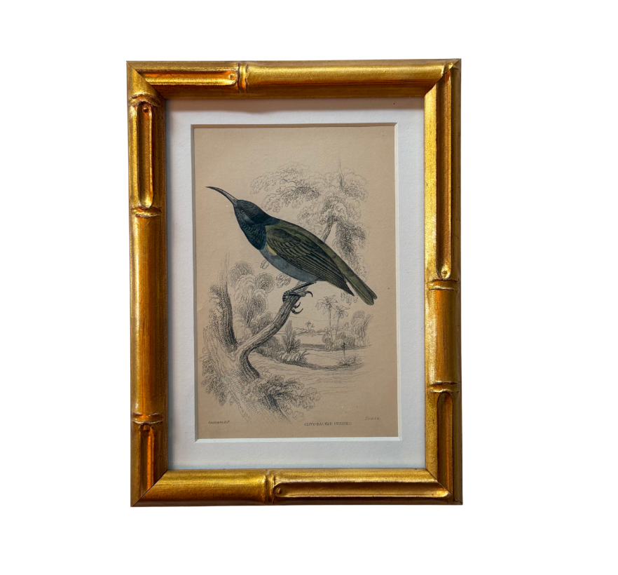 Olive Backed Sunbird 19th c. Lizars Engraving